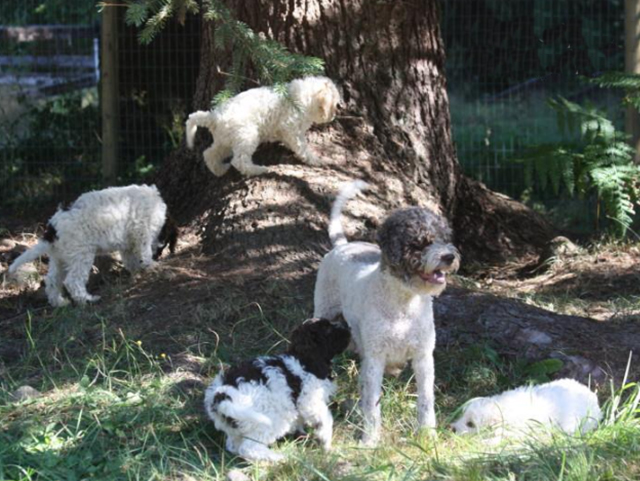 Caramia and pups.