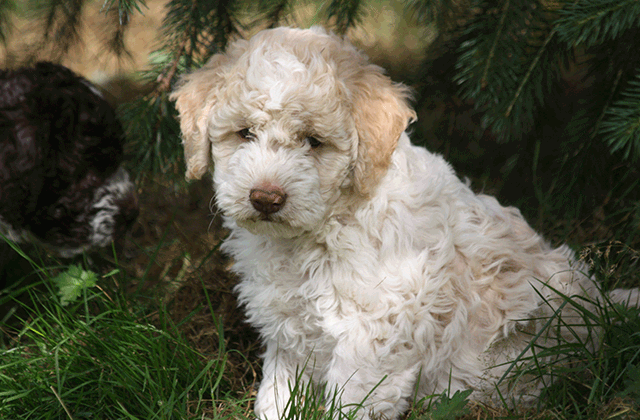 Lagotto Kennel's Waltzing Matilda - "Ali Oop"