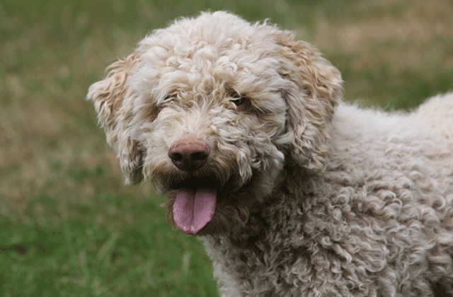 Lagotto Kennel's Waltzing Matilda - "Ali Oop"