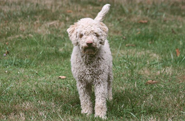 Lagotto Kennel's Waltzing Matilda - "Ali Oop"