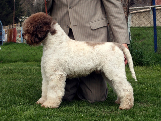 Grand Champion Il Granaio Dei Malatesta Augusto