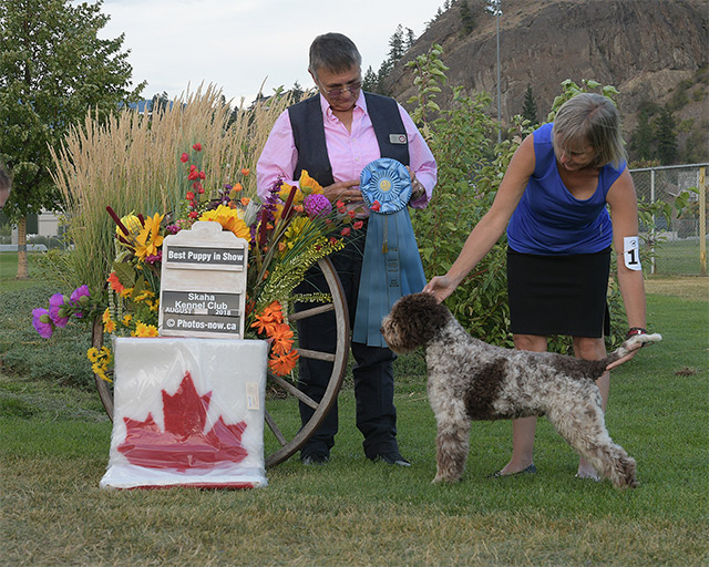 Lagotto Kennel's Grand Champion LK Champagne Charlie