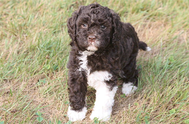 Lagotto Kennel's Emmi Lou – “Emmi”