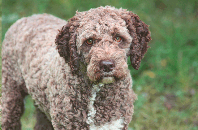 Lagotto Kennel's Emmi Lou – “Emmi”