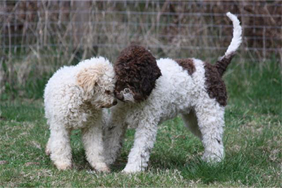 Understanding the Lagotto