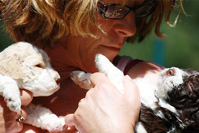 Lagotto Kennel Puppies