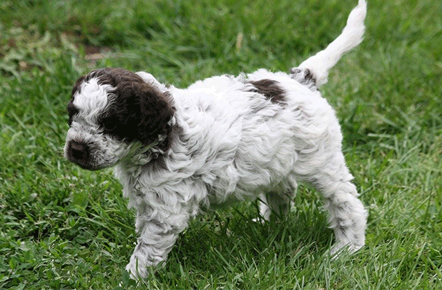 Lagotto Kennel's Grand Champion Roxy Blue - "Guppy"