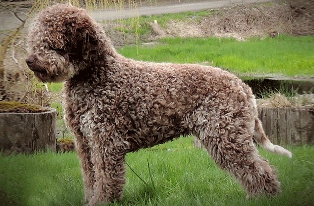 Lagotto Kennel's Grand Champion Roxy Blue - "Guppy"