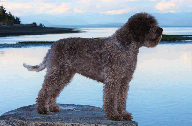 Lagotto Kennel's Grand Champion Roxy Blue - "Guppy"