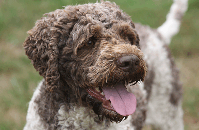 Lagotto Kennel's Fandango – “Higgens”