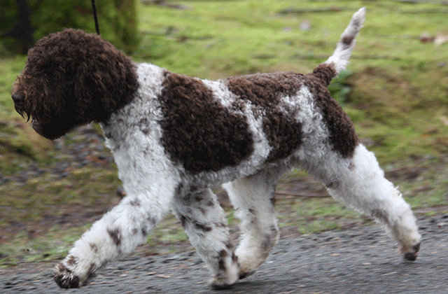 Lagotto Kennel's Fandango – “Higgens”