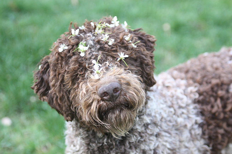 Lagotto Kennel's Grand Champion LK Chiauci – “Hooch”