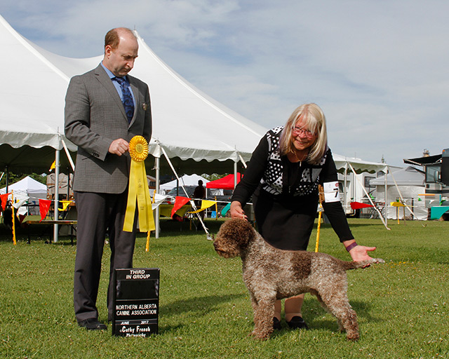 Lagotto Kennel's Grand Champion LK Chiauci – “Hooch”