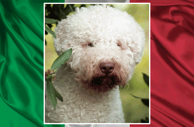 Lagotto Kennel's Grand Champion Mario