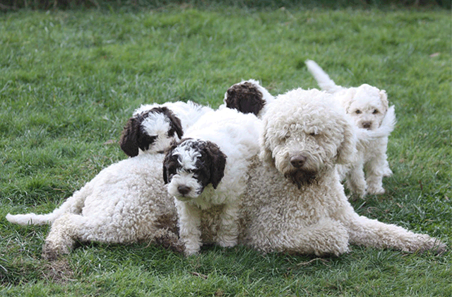 Lagotto Kennel's Grand Champion Mario