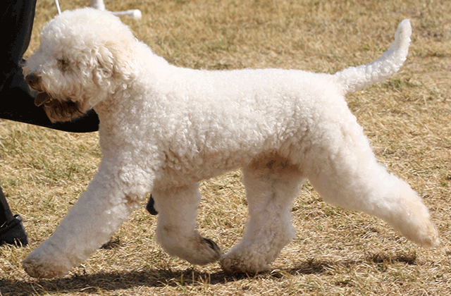 Lagotto Kennel's Grand Champion Mario