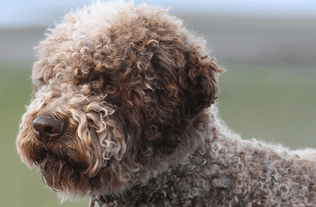 Lagotto Kennel's Grand Champion Nocino