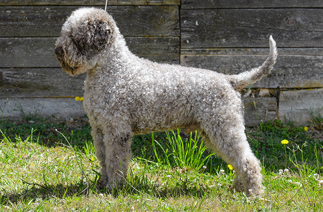 Lagotto Kennel's Grand Champion Nocino