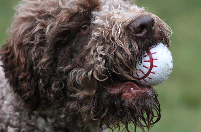 Lagotto Kennel's Grand Champion Nocino