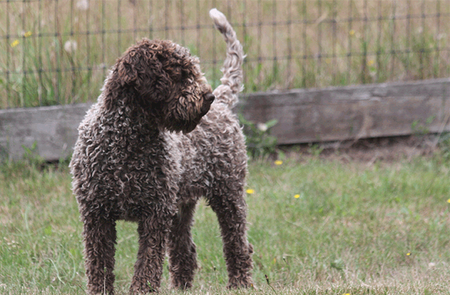 Lagotto Kennel's Hook Line N Sinker – “Ponder”