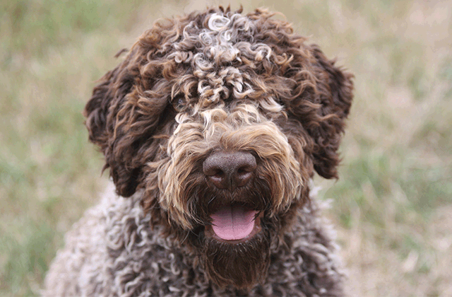 Lagotto Kennel's Hook Line N Sinker – “Ponder”