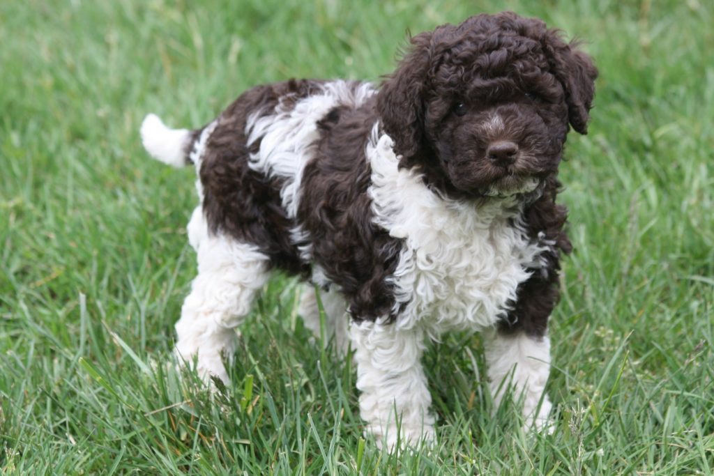 Lagotto Kennel's Ponderosa (Rosa)