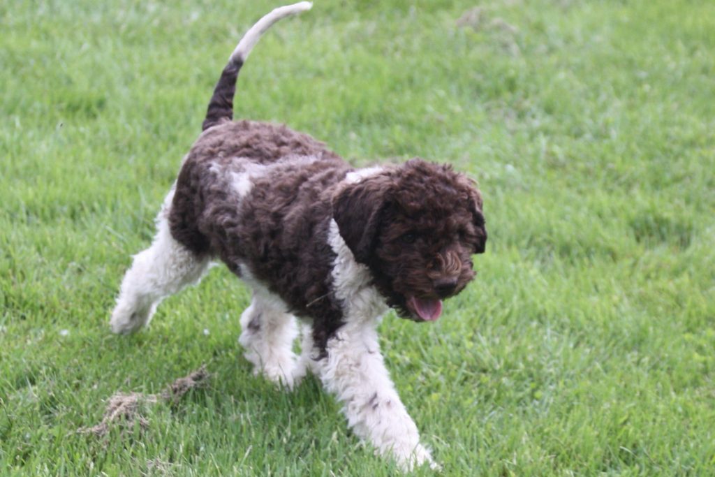 Lagotto Kennel's Ponderosa (Rosa)