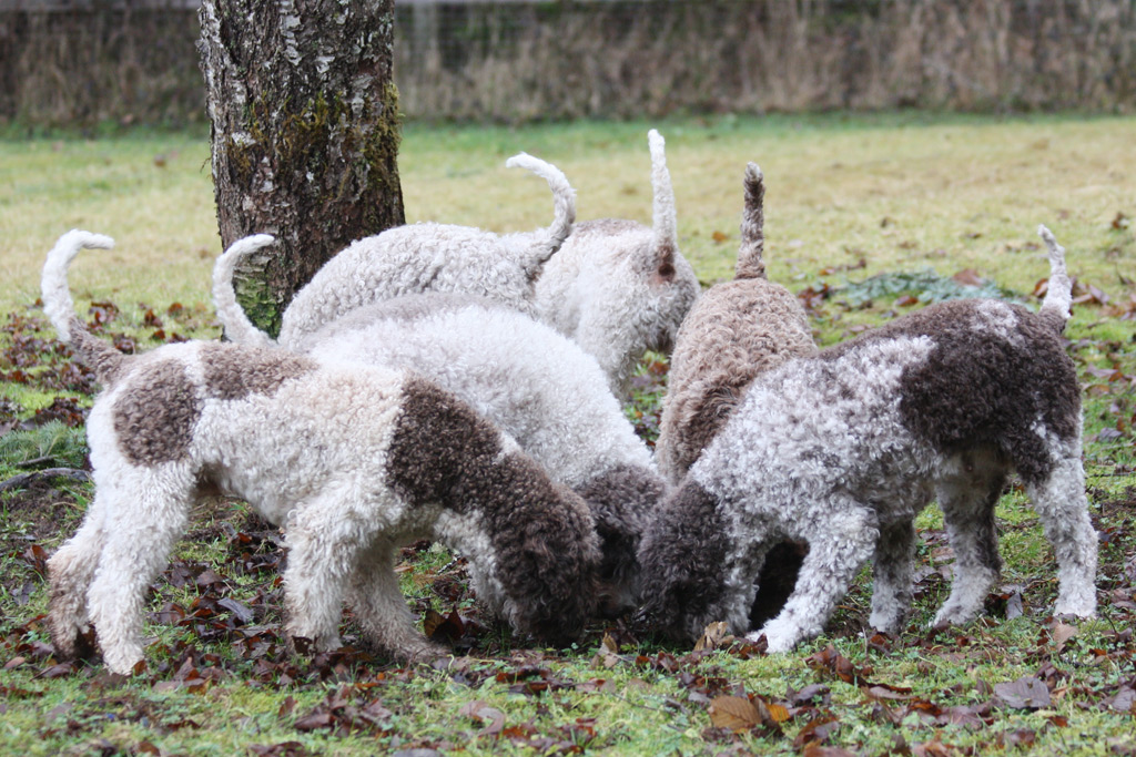 Understanding Lagotto Romagnolo