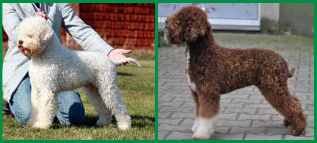 Correct build of the Lagotto