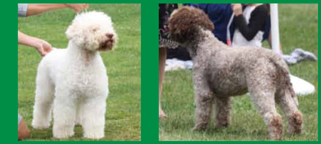 Correct build of the Lagotto