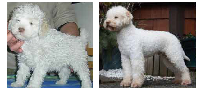 Lagotto Romagnolo Correct Coat