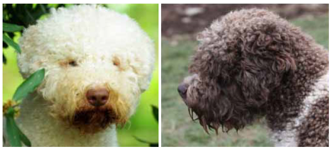 Lagotto Romagnolo Correct Head