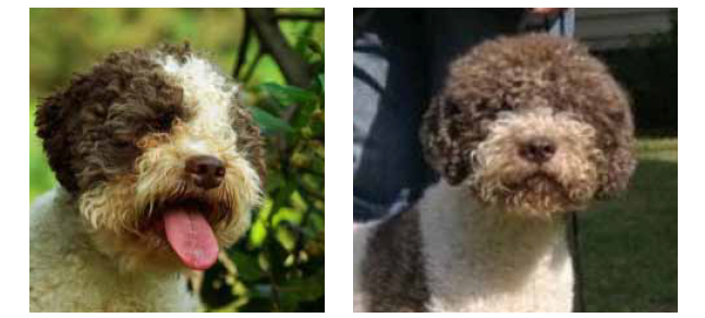 Lagotto Romagnolo Correct Head