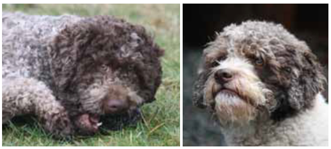 Lagotto Romagnolo Correct Head