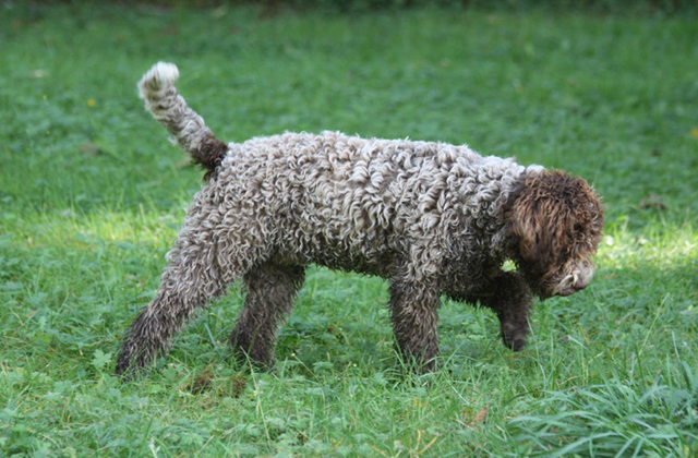 Lagotto Kennels Retired Dogs