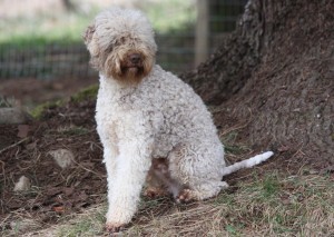 Lagotto Romagnolo Colour