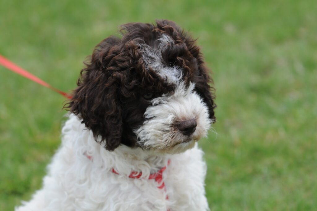 Cara Mia from Lagotto Kennels