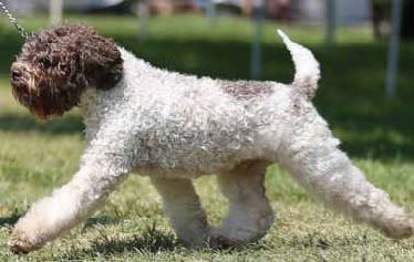 Lagotto Kennels Movement